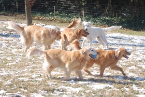 Roxy, Kodi, Riley, Copper, and Max enjoy their weekly get together;  Sumner fosters